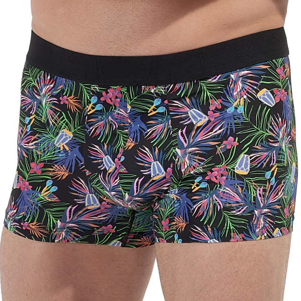 Boxer Havana